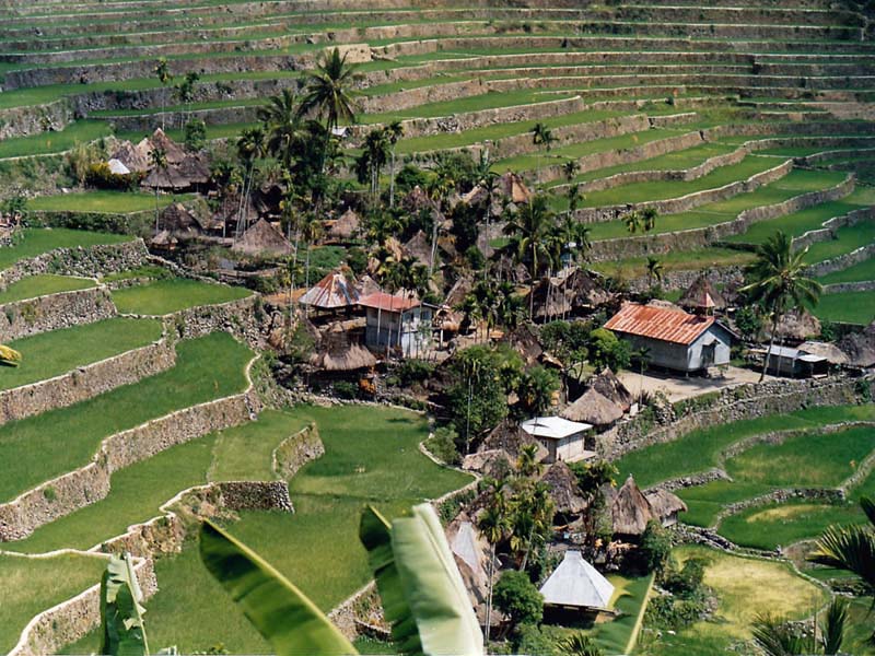 4000 yr old terraces The Philippines